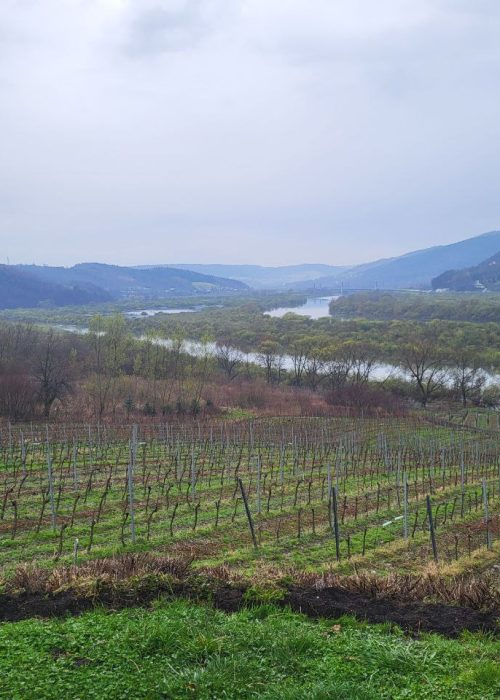 Winnica